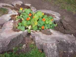 Tree stump flower bed
